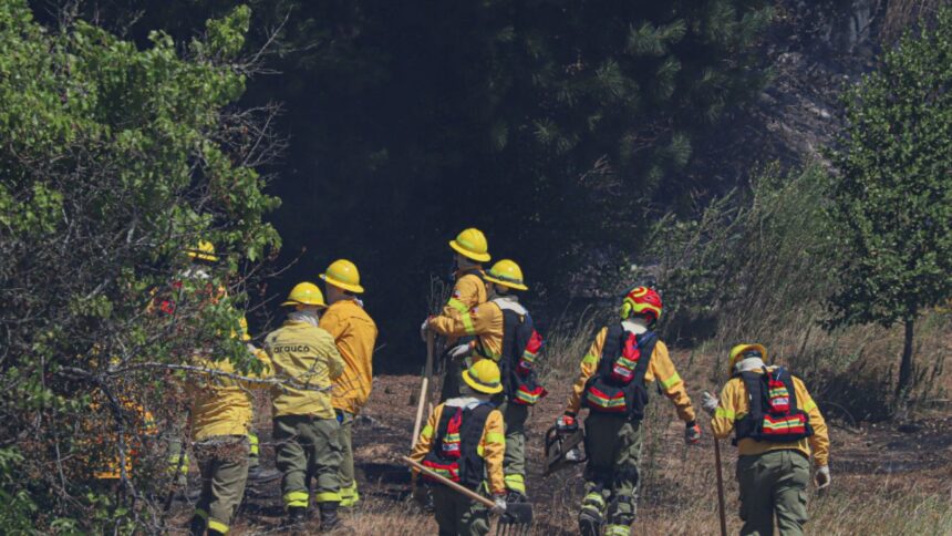 Incendio forestal en Liucura: trabajo en conjunto para combatirlo