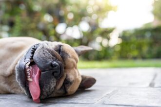 Alerta por ola de calor extremo en Chile: temperaturas alcanzarán los 40°C