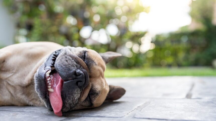 Alerta por ola de calor extremo en Chile: temperaturas alcanzarán los 40°C