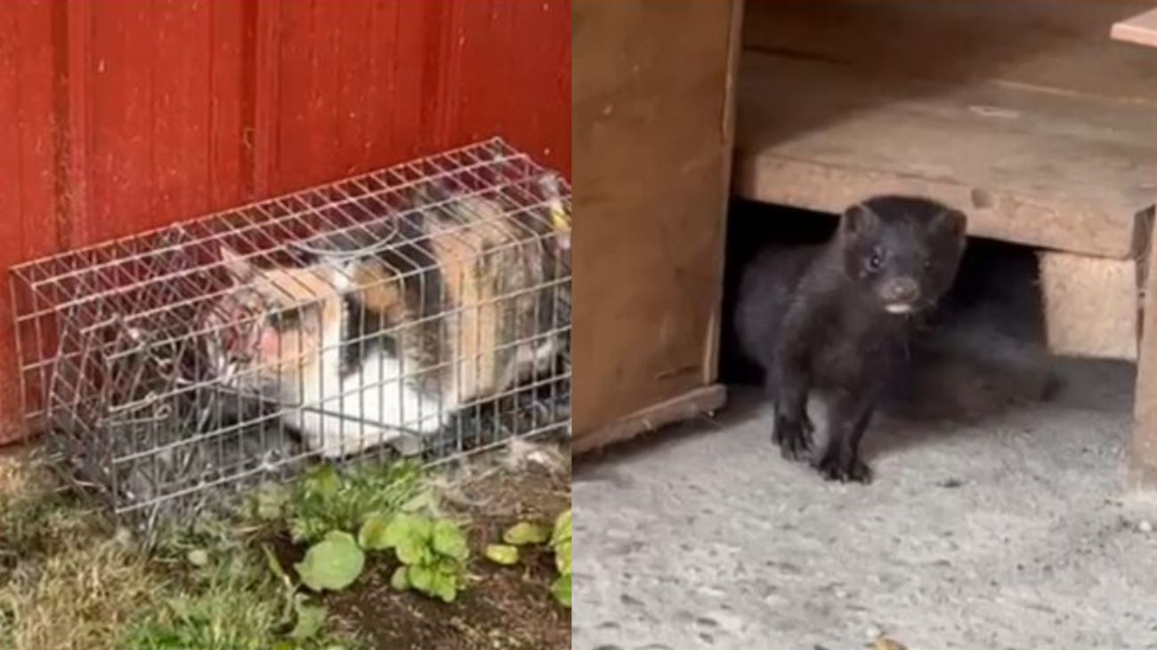 Alerta en Puerto Montt: trampa del SAG captura gato en lugar de visón Alerta en Puerto Montt: trampa del SAG captura gato en lugar de visón