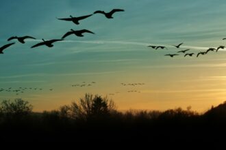 El desafío del cambio climático para las aves migratorias: consecuencias y acciones