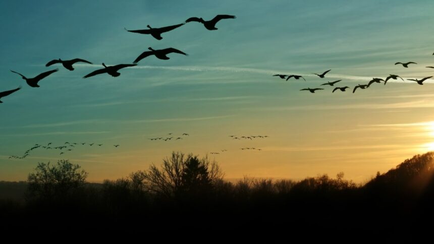 El desafío del cambio climático para las aves migratorias: consecuencias y acciones