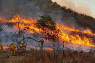 Incendios forestales devastan la Patagonia: más de 35 mil hectáreas consumidas