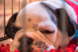 Sernac oficia a aerolíneas por transporte de mascotas: situación en 2024