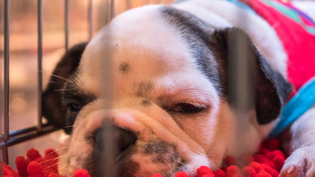 Sernac oficia a aerolíneas por transporte de mascotas: situación en 2024 Sernac oficia a aerolíneas por transporte de mascotas: situación en 2024
