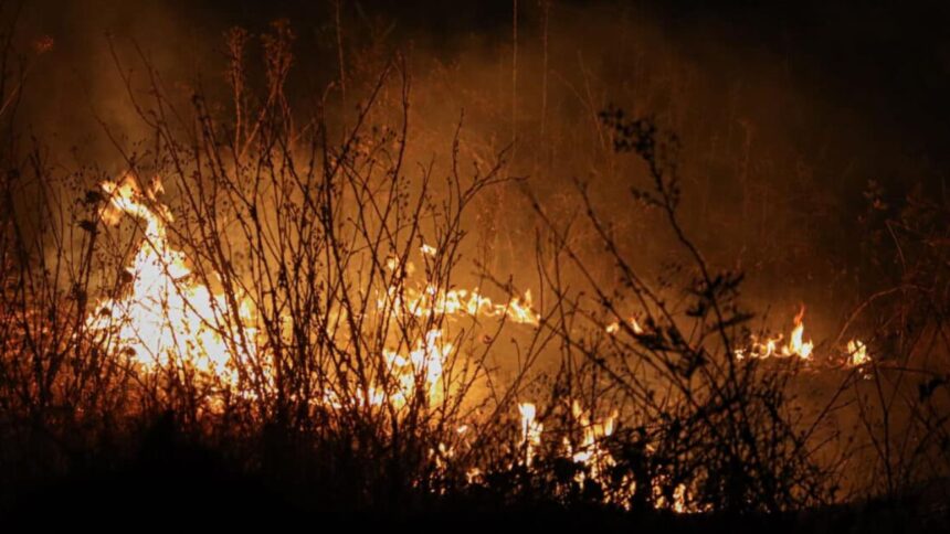 Detienen a presunta autora de incendio forestal en Galvarino