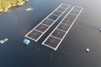 Multan a empresa Mowi por escape masivo de salmones en Calbuco