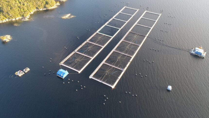 Multan a empresa Mowi por escape masivo de salmones en Calbuco