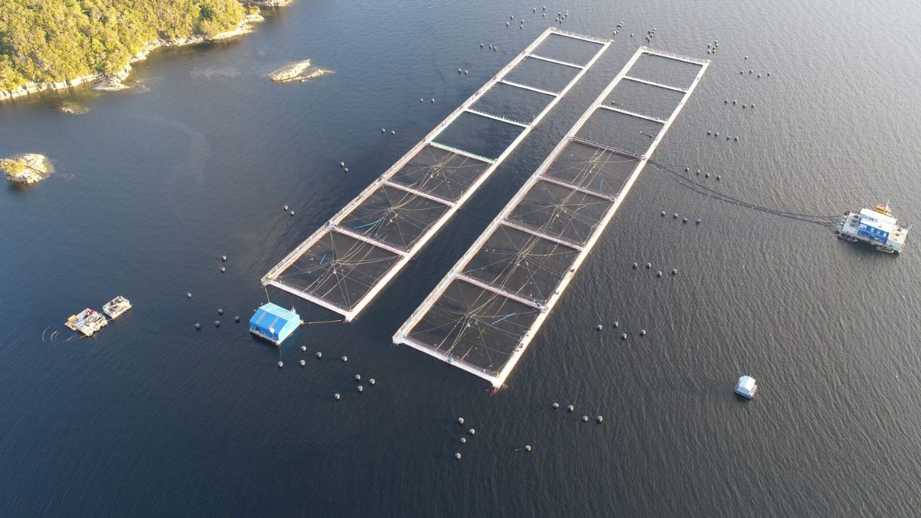 Multan a empresa Mowi por escape masivo de salmones en Calbuco Multan a empresa Mowi por escape masivo de salmones en Calbuco