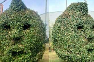 Tributo a Arturo Vidal: Árbol con su rostro en Talcahuano