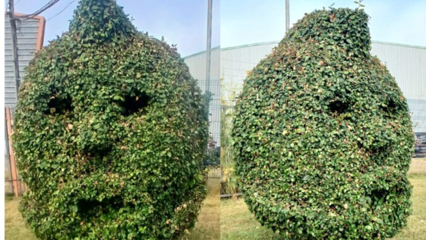 Tributo a Arturo Vidal: Árbol con su rostro en Talcahuano