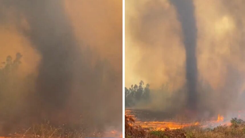 Impactante tornado de fuego durante incendio forestal en Chile: explicación y video