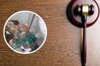 Investigan maltrato animal: gato atrapado en un ducto de basura