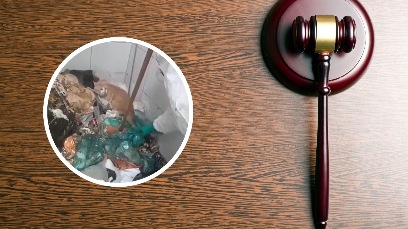 Investigan maltrato animal: gato atrapado en un ducto de basura Investigan maltrato animal: gato atrapado en un ducto de basura