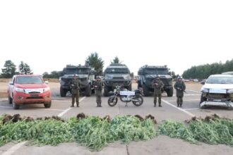 Carabineros recuperan camionetas robadas y decomisan plantas cannabis en La Araucanía