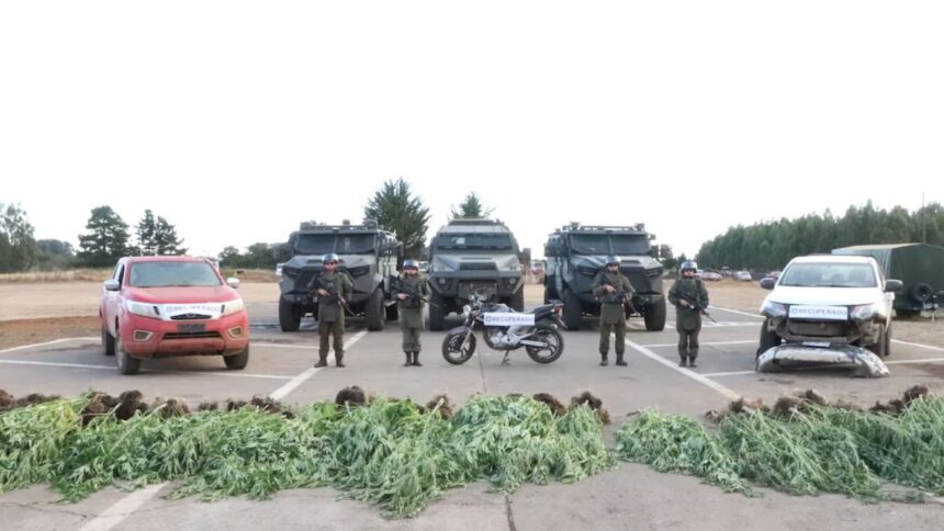 Carabineros recuperan camionetas robadas y decomisan plantas cannabis en La Araucanía