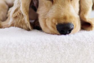 Corte rechaza recurso de clínica veterinaria condenada por muerte de mascota