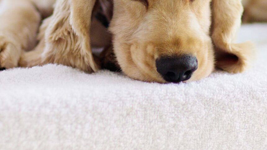 Corte rechaza recurso de clínica veterinaria condenada por muerte de mascota