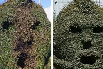 Vandalizan escultura de Arturo Vidal en Talcahuano: arbusto quemado como rostro