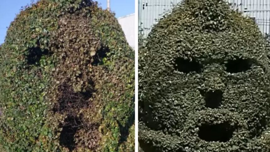 Vandalizan escultura de Arturo Vidal en Talcahuano: arbusto quemado como rostro