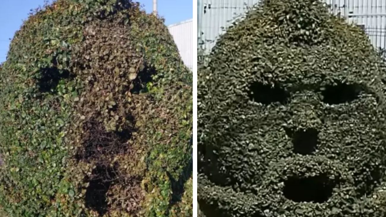 Vandalizan escultura de Arturo Vidal en Talcahuano: arbusto quemado como rostro Vandalizan escultura de Arturo Vidal en Talcahuano: arbusto quemado como rostro