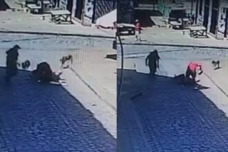 Perros en Valparaíso detienen a ladrón y protegen a turista