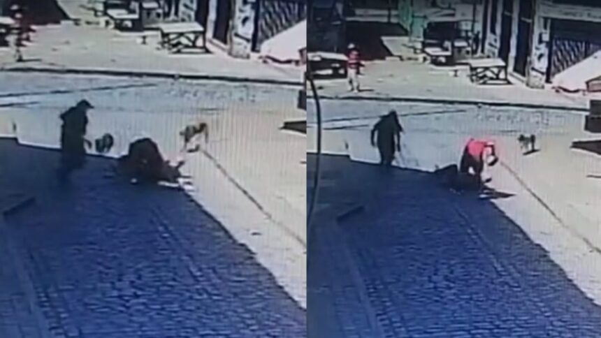 Perros en Valparaíso detienen a ladrón y protegen a turista
