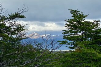 Chile en camino a ser potencia forestal: Ministra del Interior