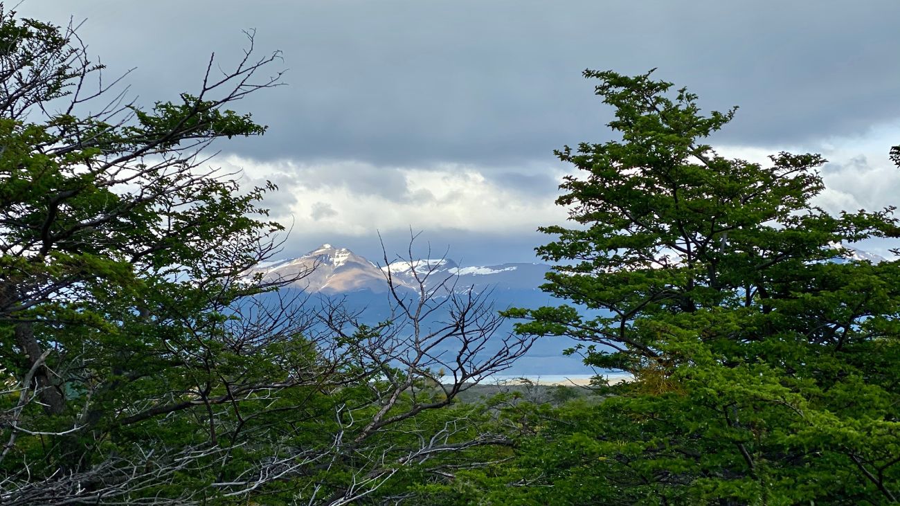 Chile en camino a ser potencia forestal: Ministra del Interior Chile en camino a ser potencia forestal: Ministra del Interior