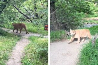 Turista brasileña se encuentra cara a cara con un puma