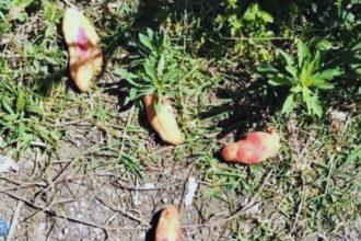 Tres niñas fallecen en Chiapas tras consumir pan envenenado