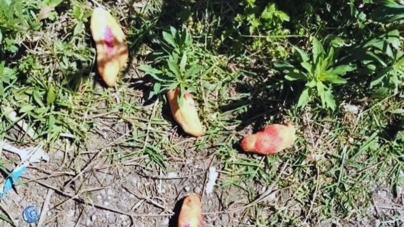 Tres niñas fallecen en Chiapas tras consumir pan envenenado Tres niñas fallecen en Chiapas tras consumir pan envenenado