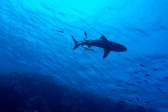Exmarino rescata tiburón en playa de Viña del Mar, Chile