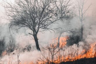 Investigaciones de incendios forestales sin responsables: ¡urgente la designación de fiscales!