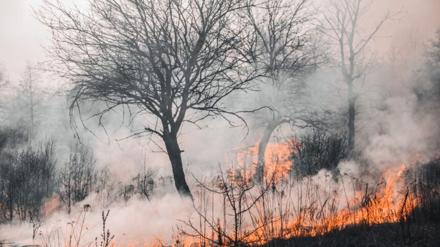 Investigaciones de incendios forestales sin responsables: ¡urgente la designación de fiscales!
