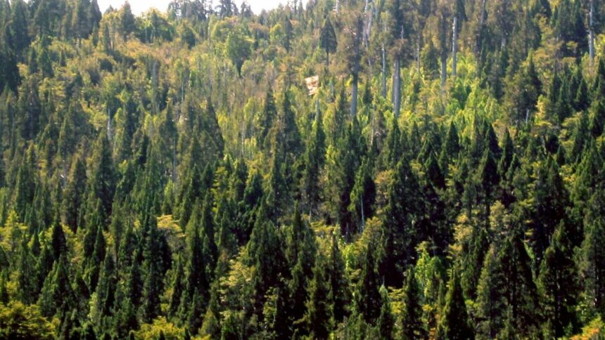 Desaparición de cuatro personas en Parque Nacional Alerce Costero