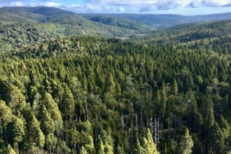 Rescatados con éxito tras extravío en Parque Nacional Alerce Costero