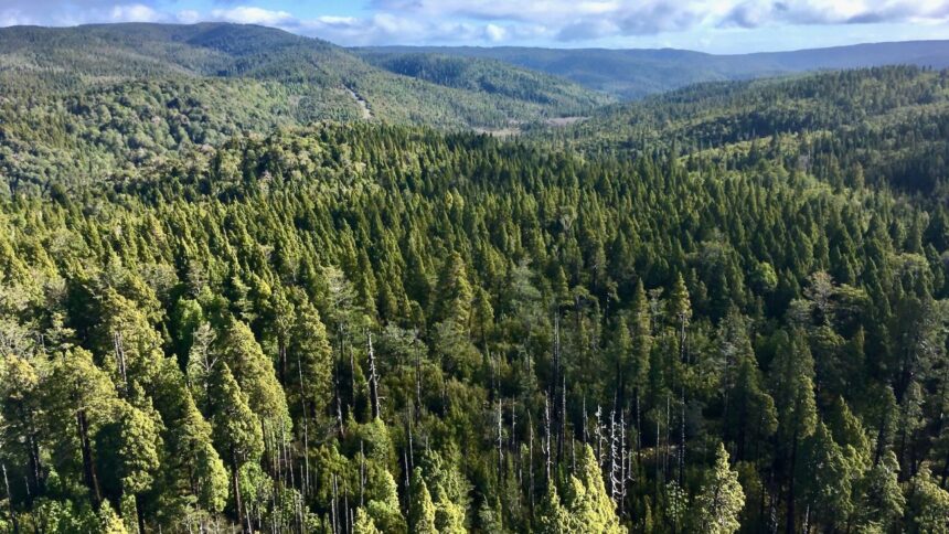Rescatados con éxito tras extravío en Parque Nacional Alerce Costero