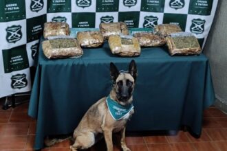 Incautación de droga en bus de Hijuelas: 8 kilos confiscados