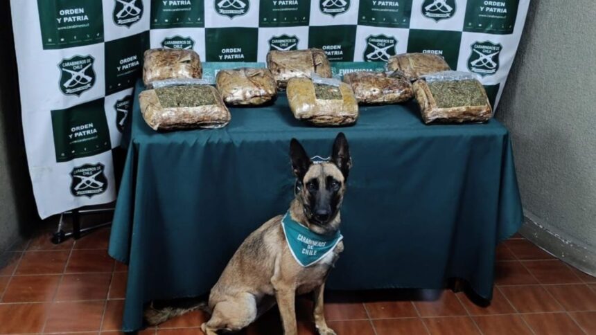 Incautación de droga en bus de Hijuelas: 8 kilos confiscados