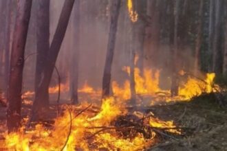 Detienen a hombre de 76 años por iniciar incendio en Paillaco