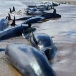 Tragedia en Tasmania: 157 delfines varados desatan crisis de rescate