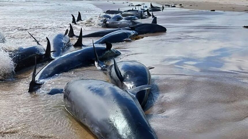 Tragedia en Tasmania: 157 delfines varados desatan crisis de rescate