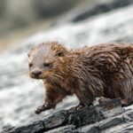 Muerte de chungungo en Guacolda Energía SpA: medidas urgentes ordenadas