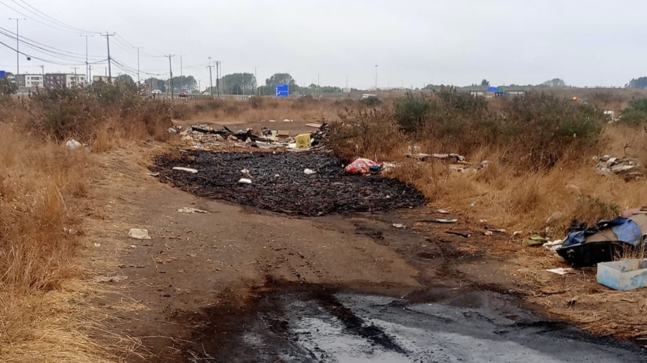 Vecinos de Coronel denuncian malos olores por desechos de jibia Vecinos de Coronel denuncian malos olores por desechos de jibia