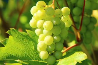 Producción de pisco chileno avanza hacia reconocimiento de la Unesco