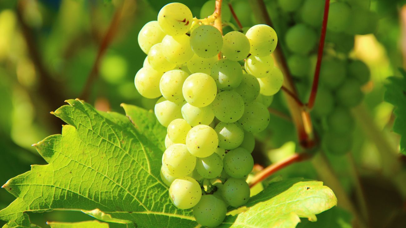 Producción de pisco chileno avanza hacia reconocimiento de la Unesco Producción de pisco chileno avanza hacia reconocimiento de la Unesco