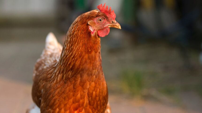 Chile en alerta por la llegada de la influenza aviar a país