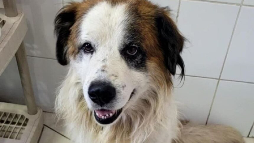 Perro comunitario desaparece tras escape de veterinaria en San Antonio