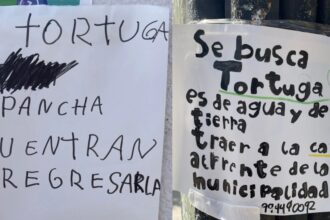 Búsqueda intensa de 'Pancha': familia pide ayuda para encontrar a su tortuga